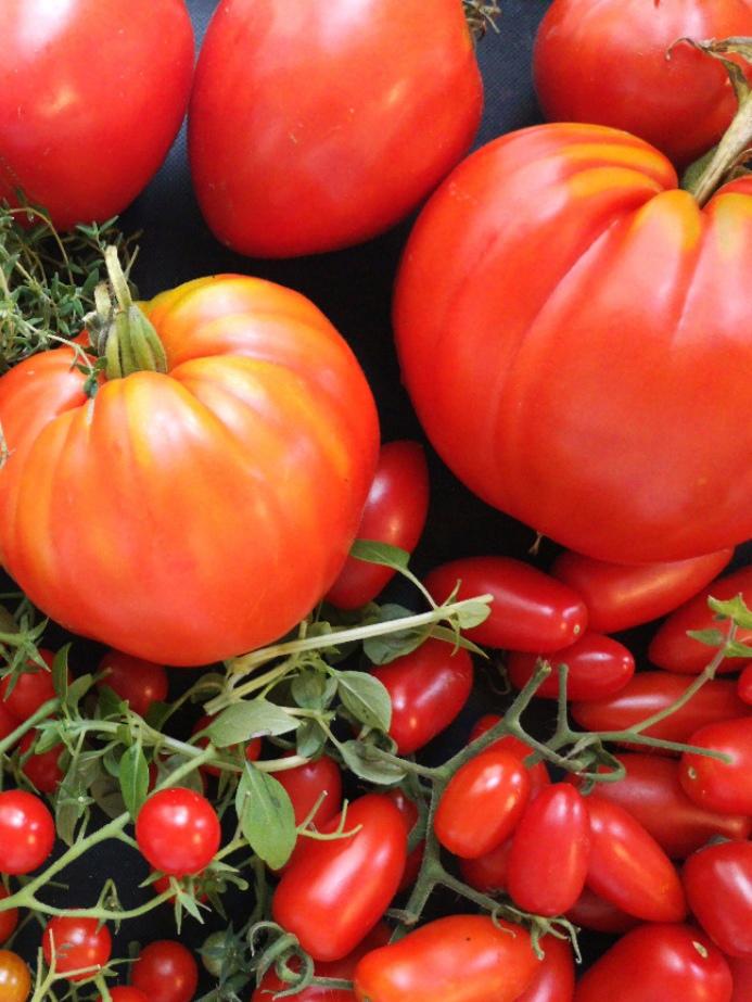 Tomaten; Mittelmeer; Deli Potsdam
